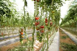 Image du Maroc Professionnelle de  Avec l'introduction des cultures sous abris serres, la région de Dakhla est devenue en très peu de temps célèbre pour ces productions de fruits et légumes destinés à l’export.  Sous d’immenses serres, la production des tomates en grappes bénéficie d’un climat phénoménalement ensoleillé, tempéré et régulier, Mardi 21 Novembre 2006. (Photo / Abdeljalil Bounhar) 